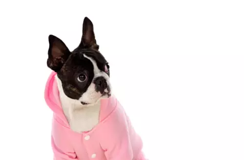How to Sew a Custom Dog Coat for the Fall